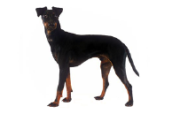 manchester terrier.png